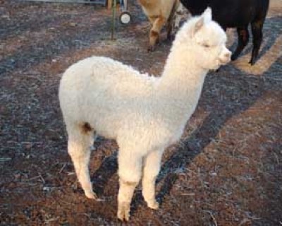 Third Cria